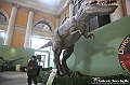 VBS_0876 - Dinosauri. Terra dei giganti